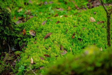 sphagnum moss field in the forest