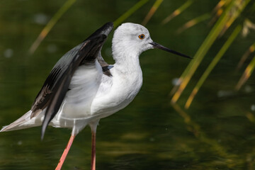 stilt standing on shore line