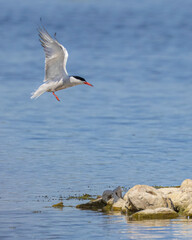 Fototapeta na wymiar common turn in flight over water