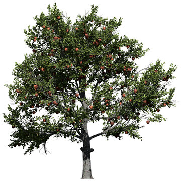 Apple Tree &ndash; Front View