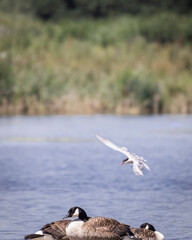 common turn in flight over water