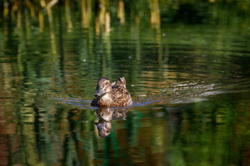 duck swimming on pond with reflection
