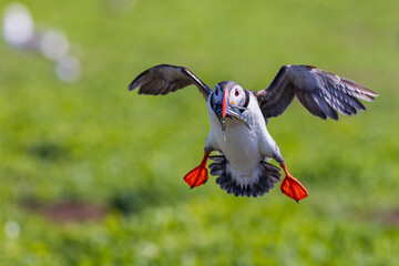 Puffin (Fratercula arctica)