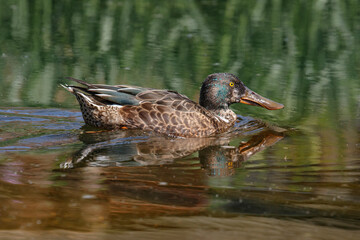 duck swimming on pond with reflection