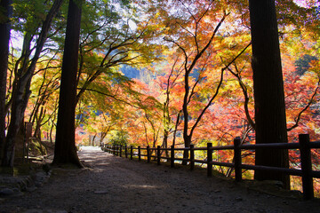 モミジの美しい登山道