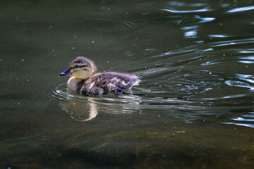 single duckling swimming on pond