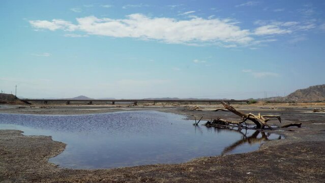 A dead wooden tree log has fallen near a small lake in Zorritos, Tumbes, Peru, and cars passing by in the distance.