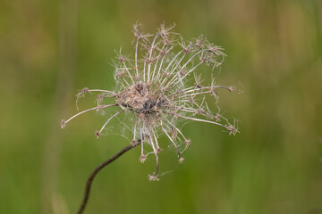 thistle flower