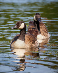 two barnacle geese swimming on lake
