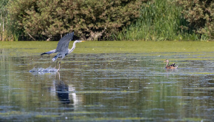 heron flying low  over lake 