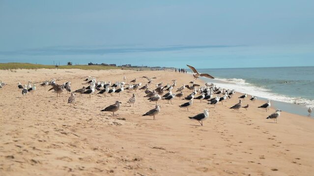 Flock Of Sea Gulls On The Golden Sandy Foreshore Of East Hampton Beach, Long Island, New York. Static Shot
