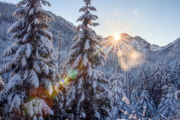Scenery winter forest in Tatra Moutains, Poland. Bright sunrise in moutains in winter, fir trees covered snow.  Beautiful view on covered snow woodland. © dzmitrock87