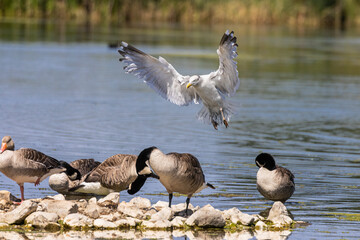 seagull in flight landing 