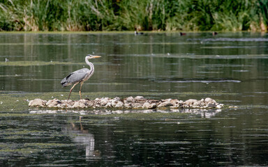 heron standing on island in water