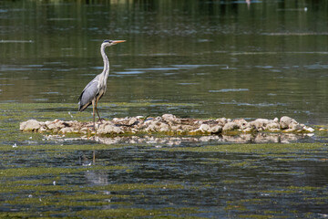 heron standing on island in water