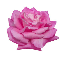 Pink rose isolated on a transparent background.