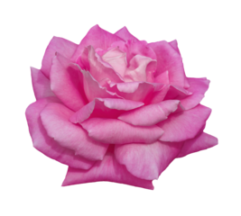 Pink rose isolated on a transparent background.