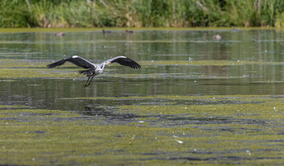 Fototapeta premium Heron flying over water 