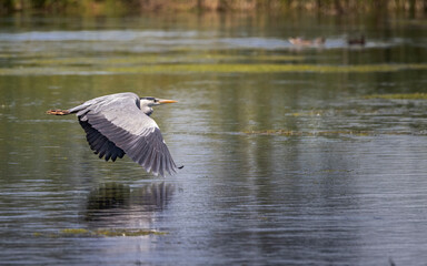 Heron flying over water 