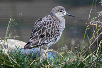 ruff bird on shore line