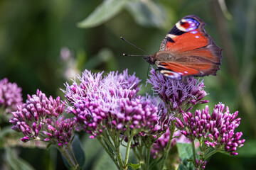 close up of peacock butterfly on hemp agrimony flower