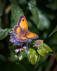 gatekeeper  butterfly on hemp agrimony flower