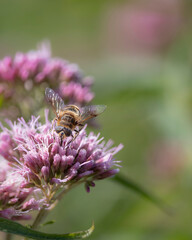 hoverfly on flower hemp agrimony
