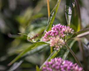 hoverfly on flower hemp agrimony
