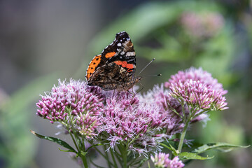 Fototapeta na wymiar butterfly on flower hemp agrimony