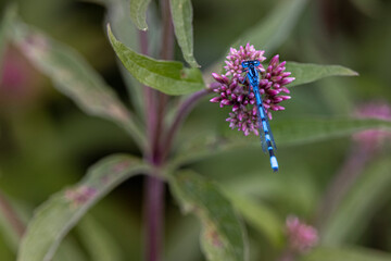 damselfly on flower