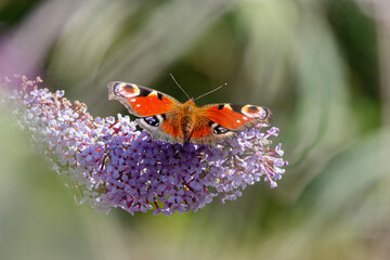close up of peacock butterfly on hemp agrimony flower