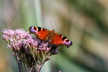 Fototapeta na wymiar close up of peacock butterfly on hemp agrimony flower