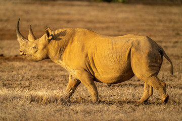 Black rhino crosses savannah in warm light © Nick Dale