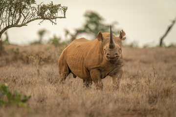 Fototapeta premium Black rhino standing in grass eyeing camera