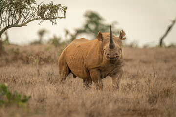 Black rhino standing in grass eyeing camera