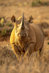 Black rhino stands accompanied by red-billed oxpecker © Nick Dale