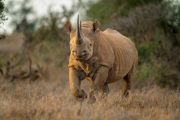 Black rhino runs towards camera in clearing