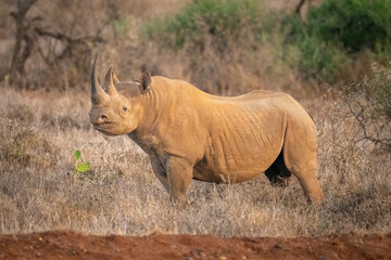 Black rhino standing in grass watching camera