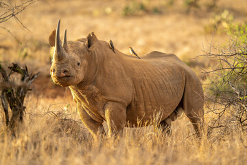 Black rhino stands among bushes eyeing camera - obrazy, fototapety, plakaty