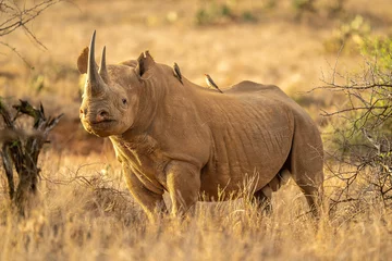  Black rhino stands among bushes eyeing camera © Nick Dale