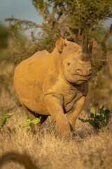 Black rhino stands among cactuses with catchlight