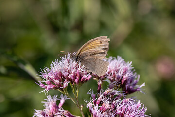 butterfly on a flower hemp agrimony