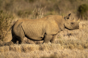 Fototapeta premium Black rhino stands beside bush in sunshine