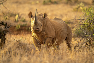 Black rhino stands between bushes watching camera