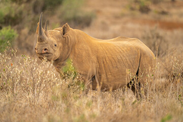 Black rhino stands watching camera among bushes