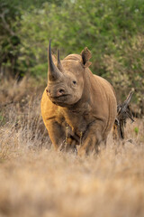Black rhino stands watching with one eye