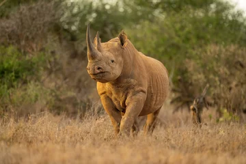 Wandcirkels tuinposter Black rhino stands watching camera in clearing © Nick Dale