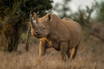 Fototapeta premium Black rhino stands watching camera near trees