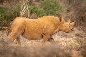 Black rhino walks on grass in profile