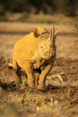 Black rhino stands watching camera between bushes © Nick Dale